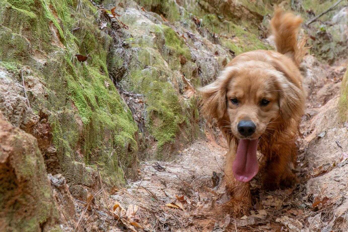 Lucy — the trail dog who inspired Red Paw Packs
