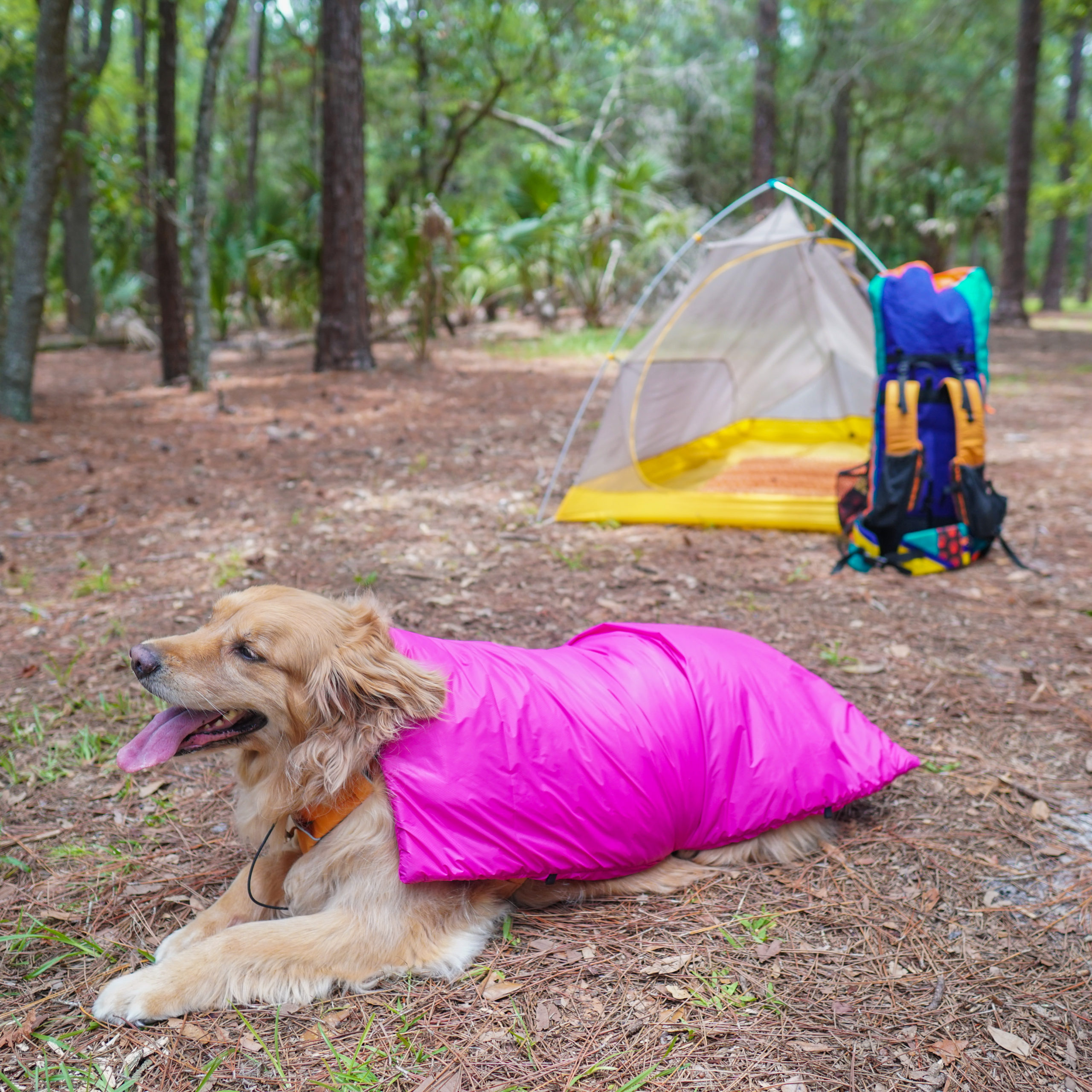 Dog Quilt