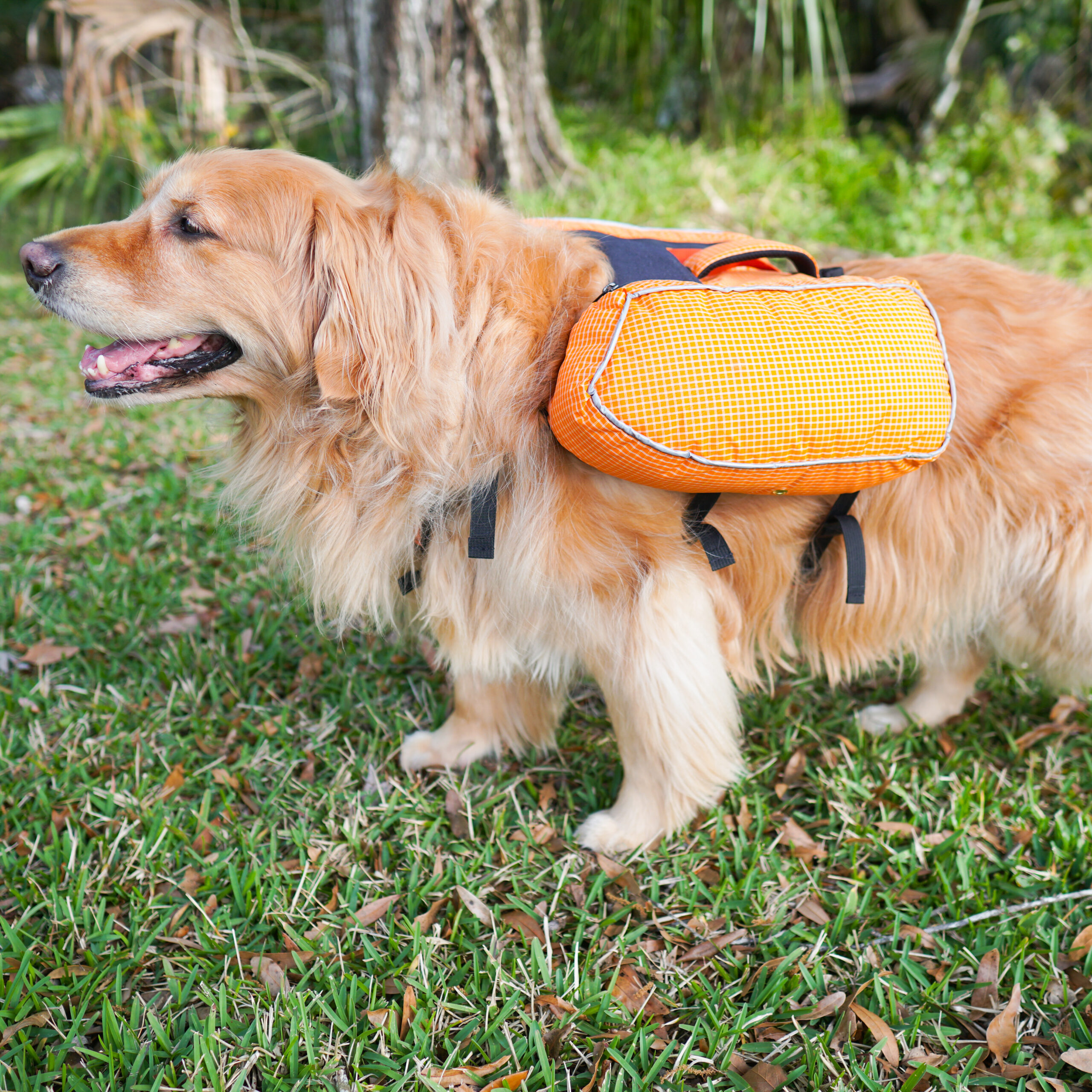 Best Ultralight Dog Backpack for Hiking: A Complete Guide