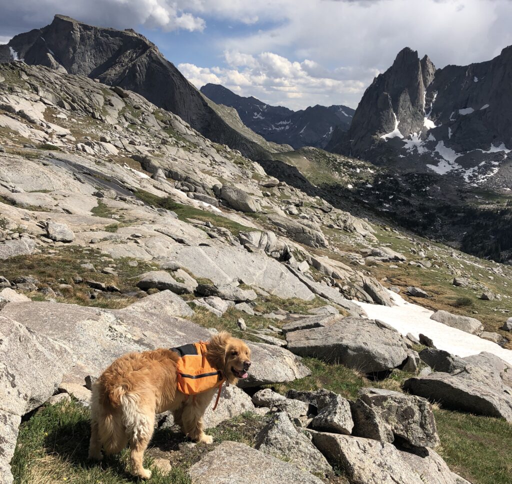 Dog wearing Red Paw Packs ultralight backpack in the Wind River Range