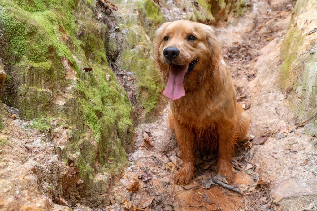 Lucy the golden retriever wearing an ultralight dog backpack on a hiking trail